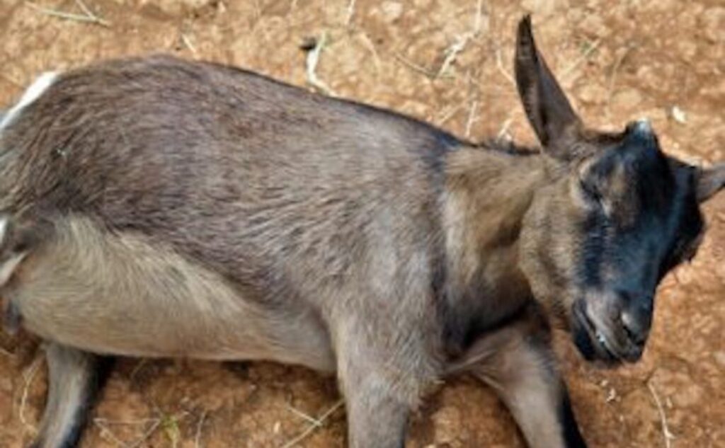 Goat Bloat Symptoms, Treatment, and Prevention Backyard Goats